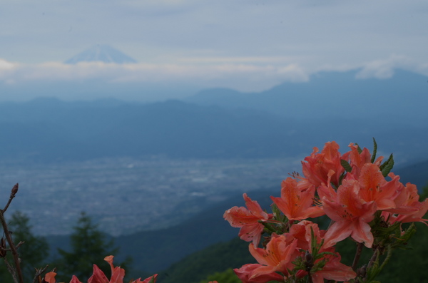 レンゲと富士山IMGP3689.jpg